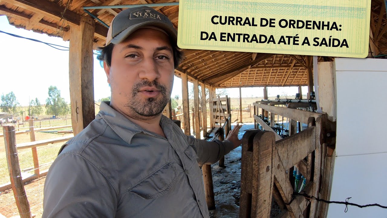 CURRAL DE ORDENHA NA FAZENDA DO LEITE: da entrada até a saída