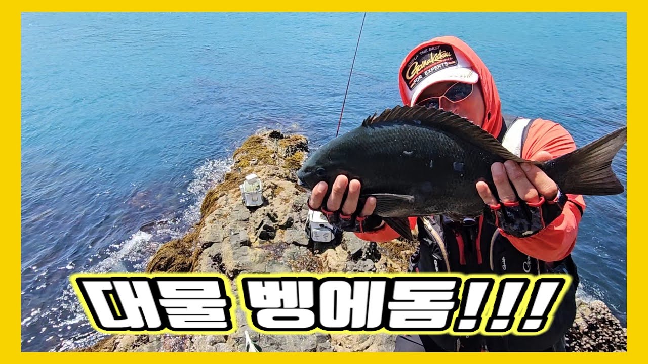 1호목줄에 대물 벵에돔이 물어버렸다