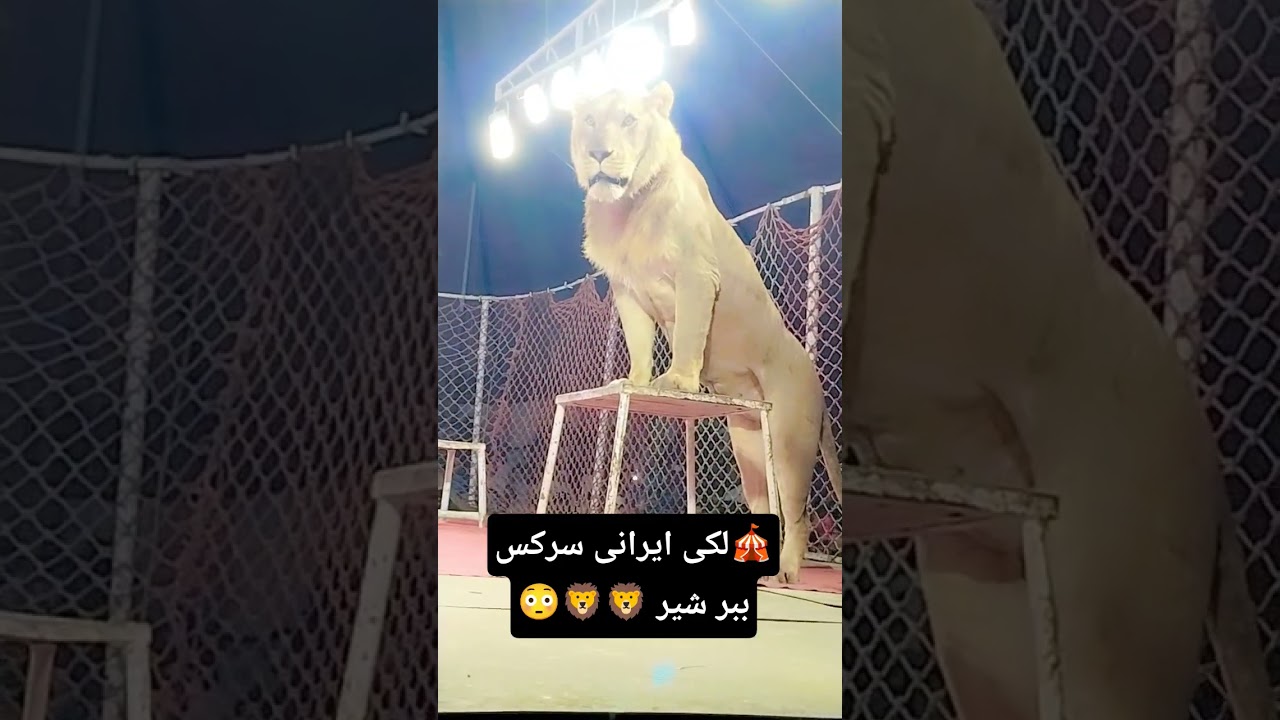 #circus