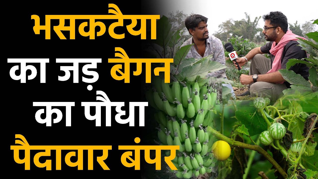 Chhattisgarh reaction में आज बैगन केला की खेती की नई तकनीक जानिए