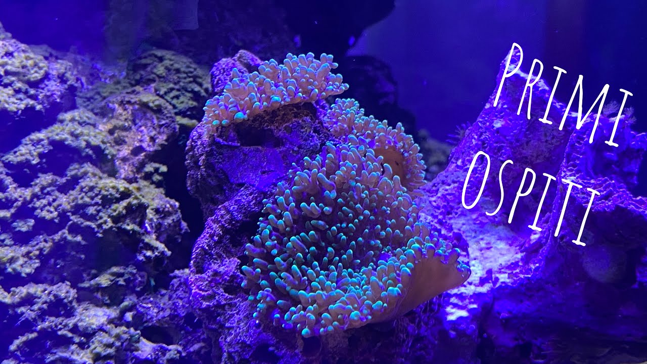 FINE MATURAZIONE E PRIMI INSERIMENTI| il mio nano reef ep. 2