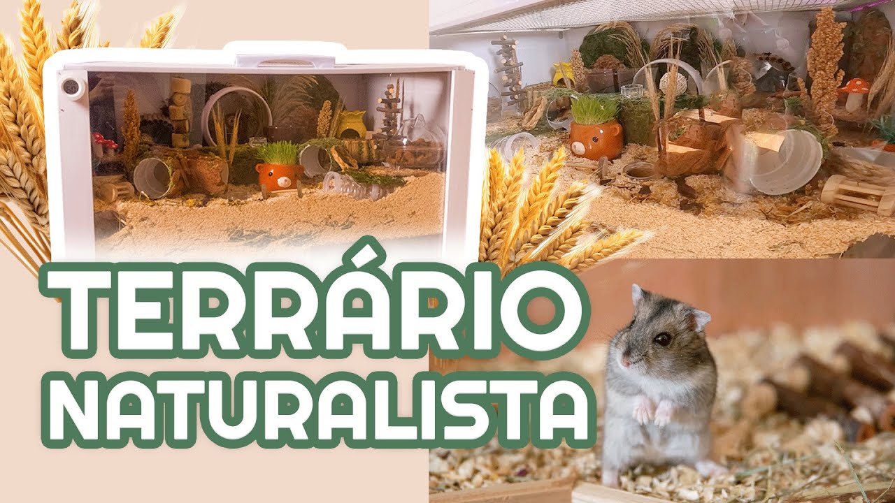 Como MONTAR TERRÁRIO NATURALISTA 🌾🌿