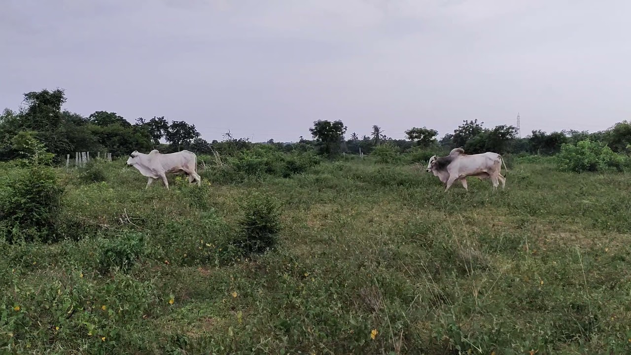 pure Ongole bulls