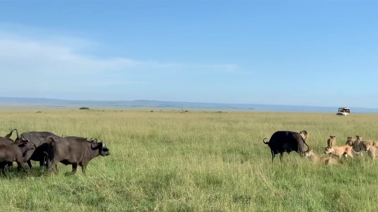 Buffalo herd saves their member from a big lion pride