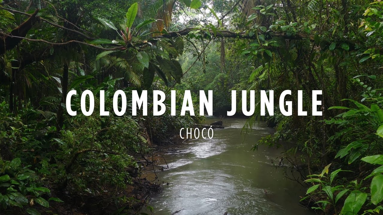 Colombian Jungle, Choc&oacute; | Tropical Rainforest Nature Sounds