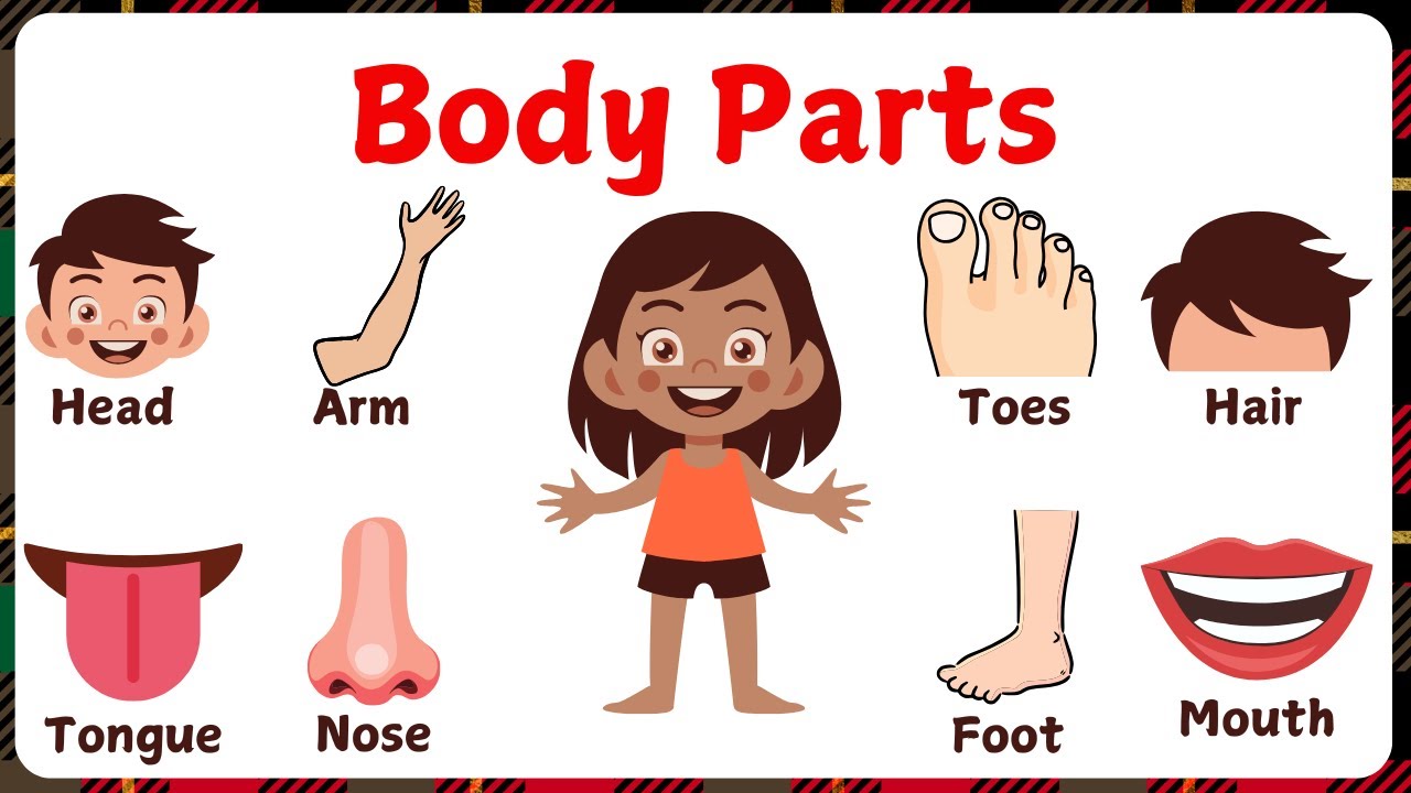 Body Parts For Kids | Names of Body Parts in English with Pictures  | English Vocabulary | Kids Quiz