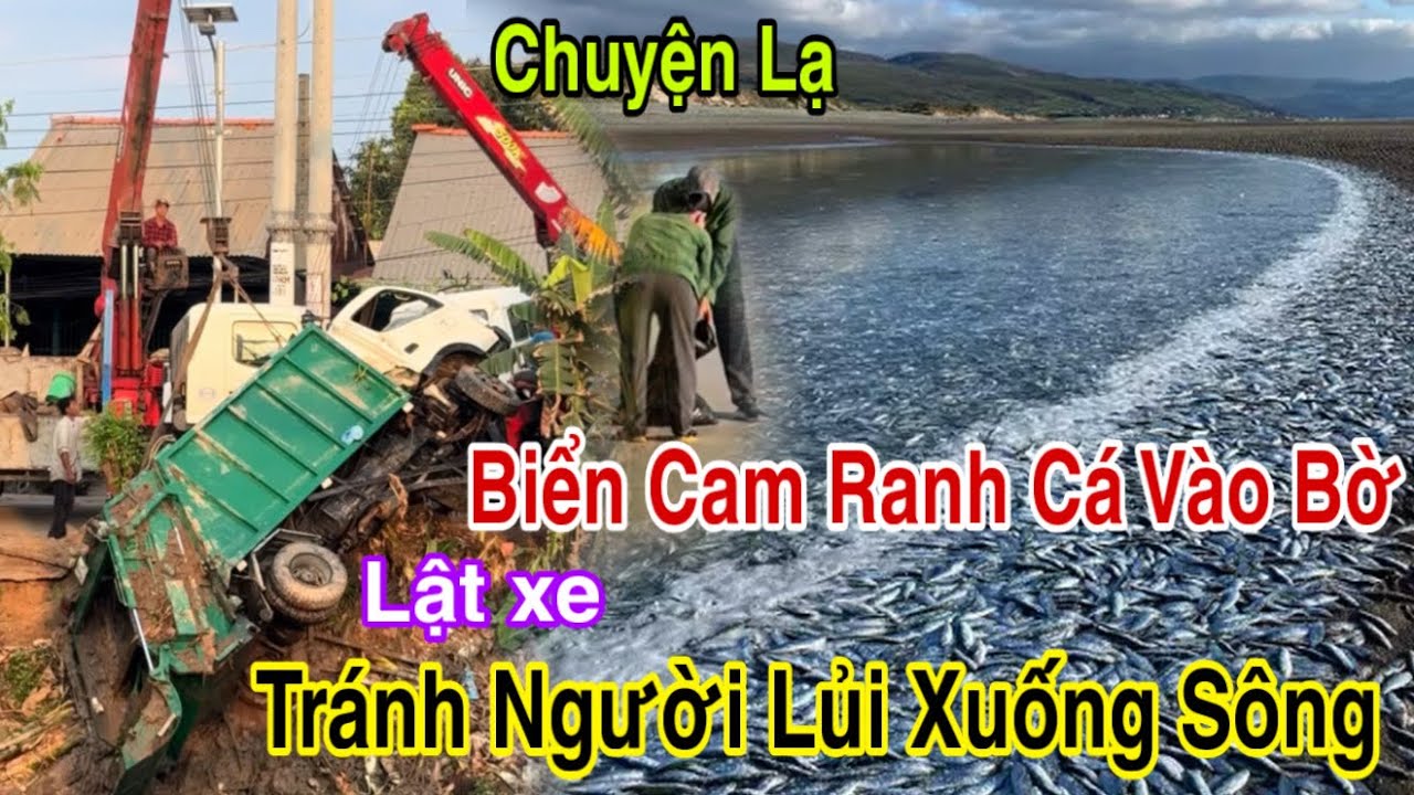 Hiện tượng lạ bãi biển cam ranh cá ở đâu mà vào bờ khủng khiếp cháy nhà lễ nghinh ông núi sam