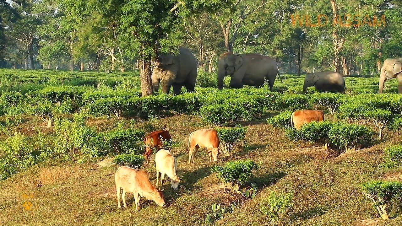 THE NUMALIGARH ELEPHANT HERD