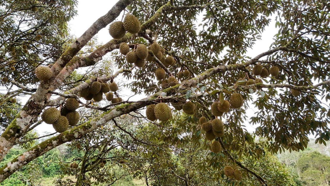 Kebun Durian (28 Disember 2025)
