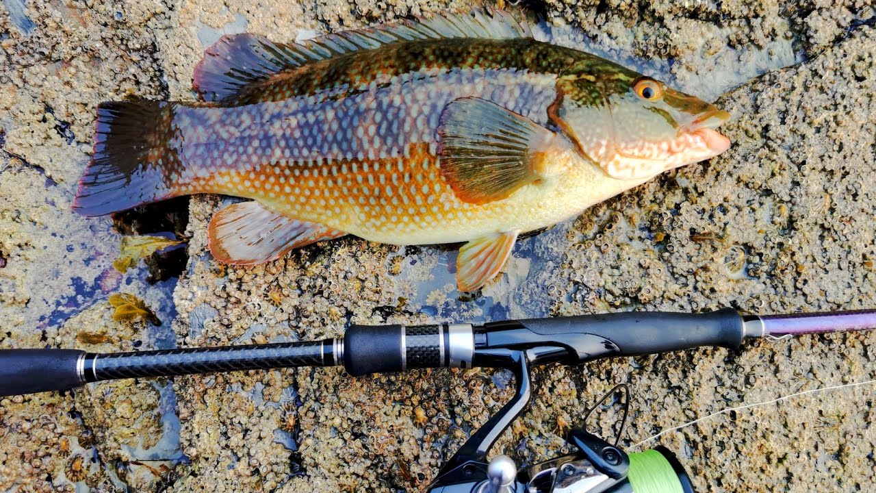 Cornwall bass lure fishing adventure. Dawn raid before the world wakes up 