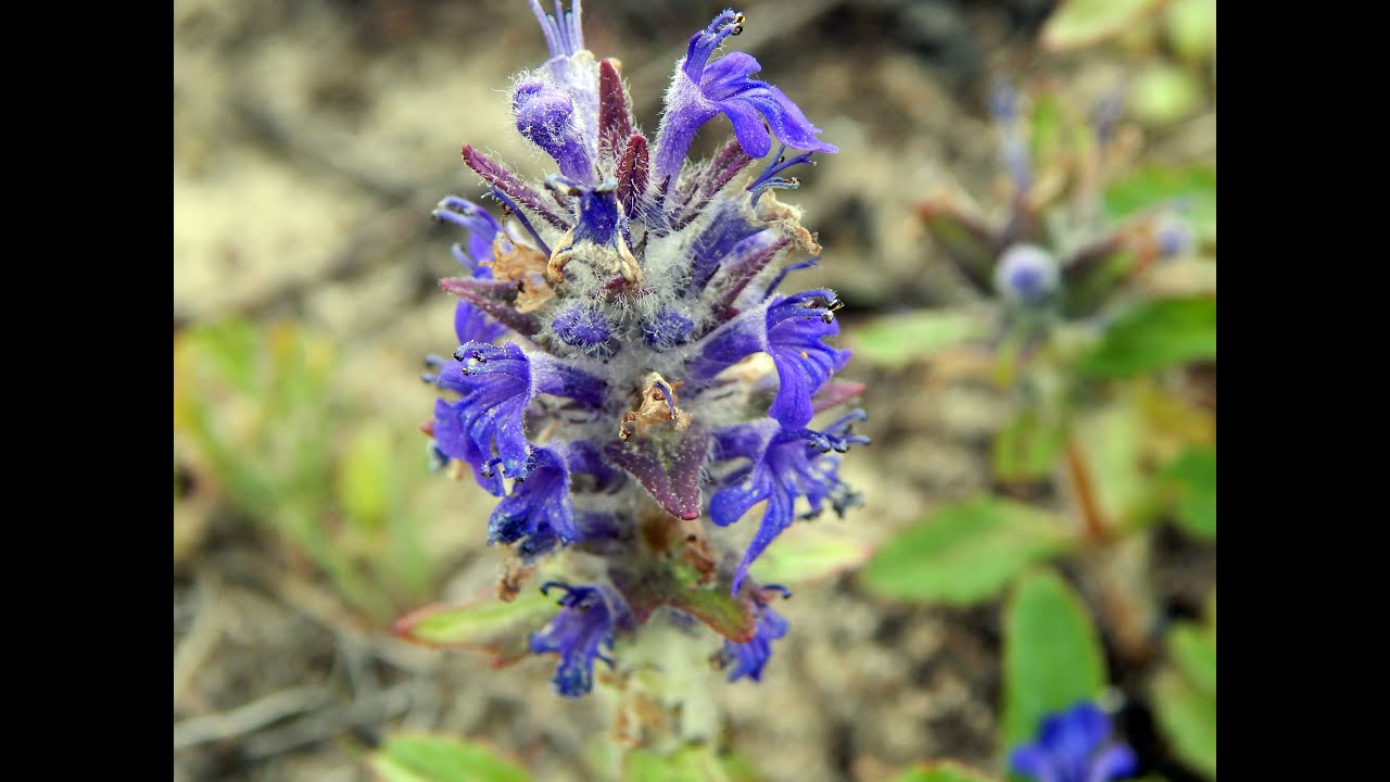 Живучка ползучая (Ajuga reptans)