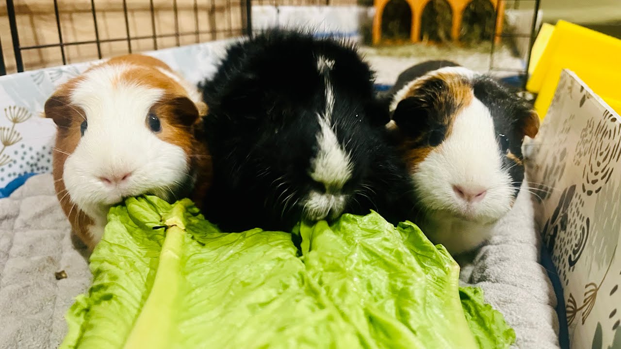 Guinea Pig Cage Expansion Project AGAIN 