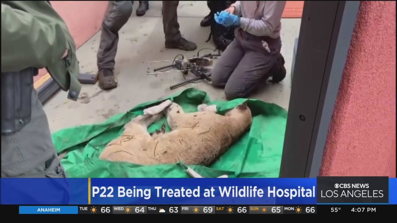 P-22 being treated at wildlife hospital