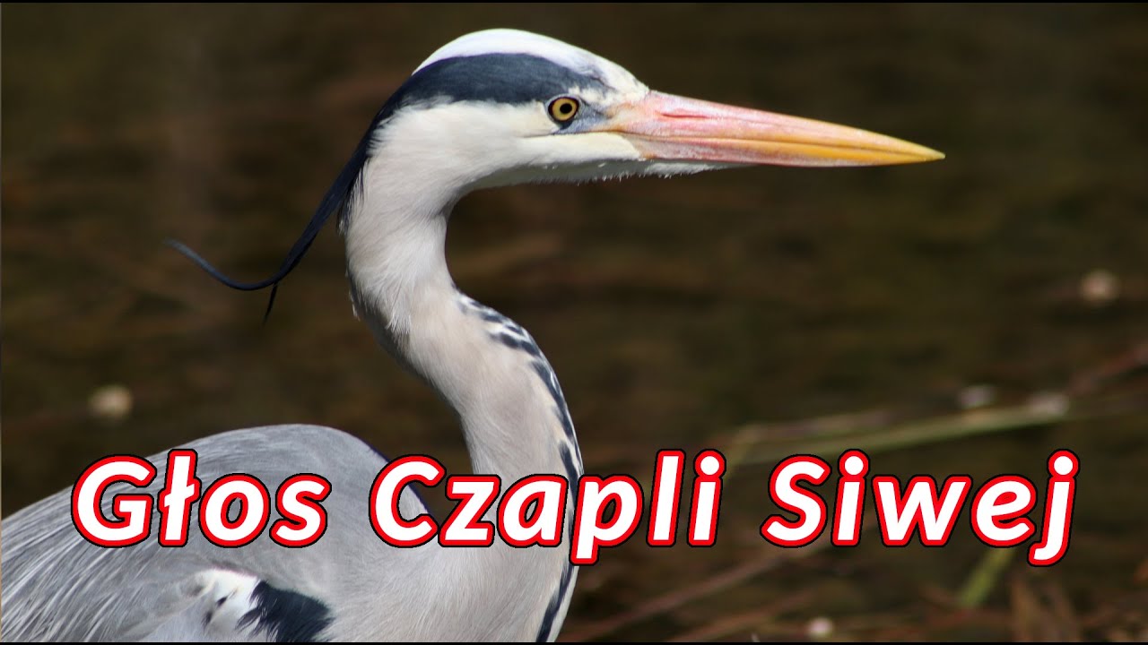 Odgłosy czapli siwej - dźwięki jakie wydaje czapla