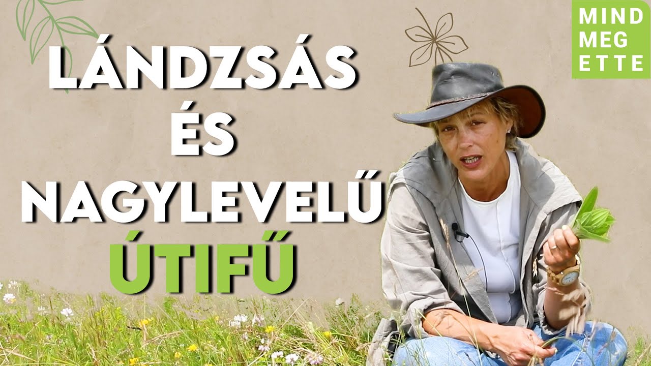 Mielőtt átlépnél rajta: ezért jó, ha tudod, mire jó az útifű | Mindmegette.hu