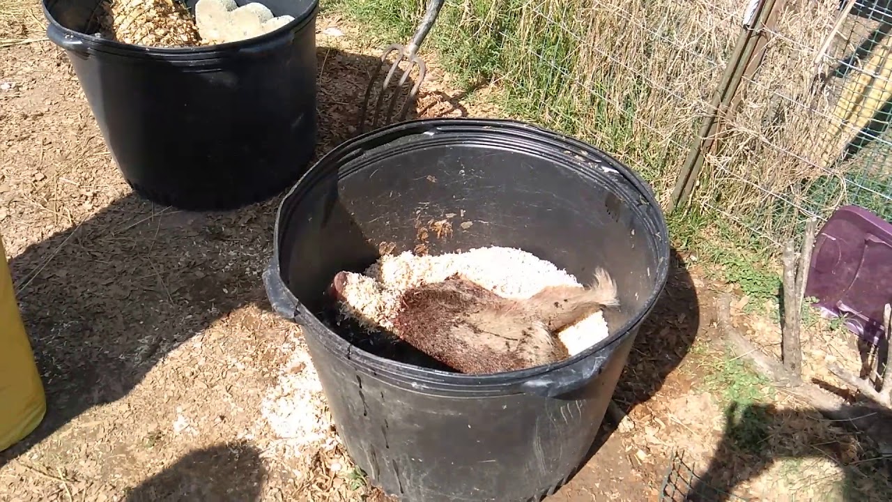 Making a maggot bucket for feeding chickens