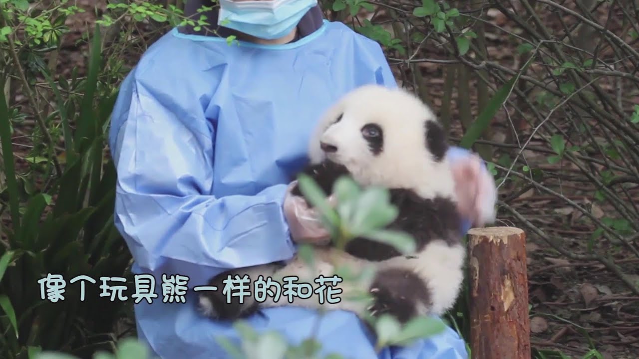 奶妈喂小和花喝瓶瓶奶, 花花好乖 💋 Nanny feeds baby He Hua a bottle of milk, He Hua is such a good baby| Panda HeHua