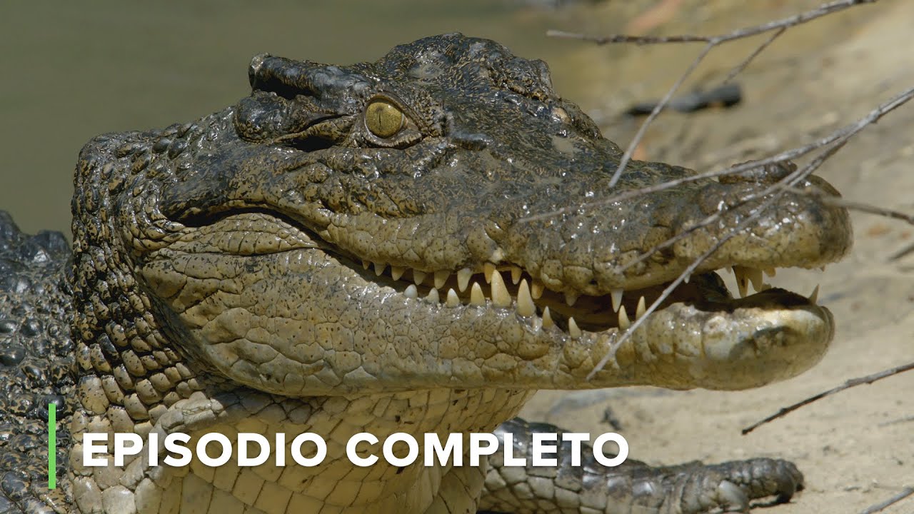 La VIDA SECRETA de los COCODRILOS 🐊 Secretos de Australia 🌏 S01E03