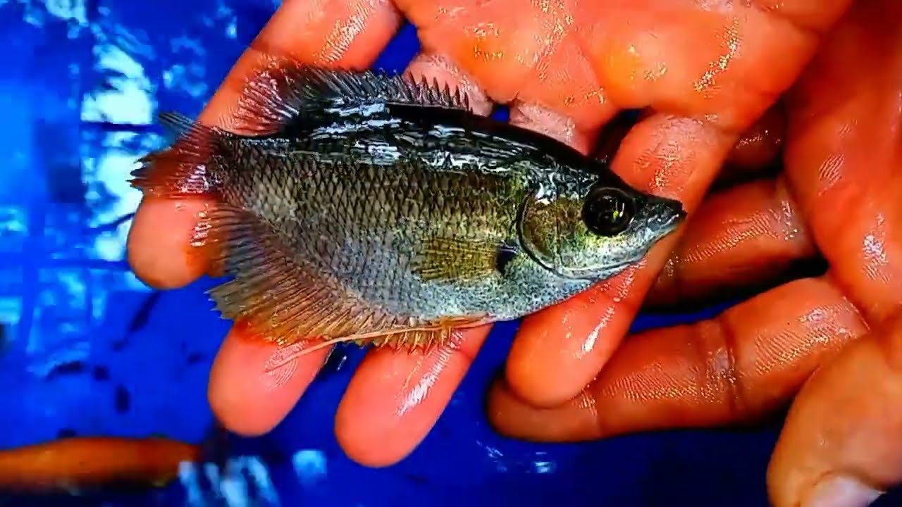Fish pets| Giant gourami| Animals| WILLY| SNOWY| තිප්පිලි| Jam gourami| Cute pets