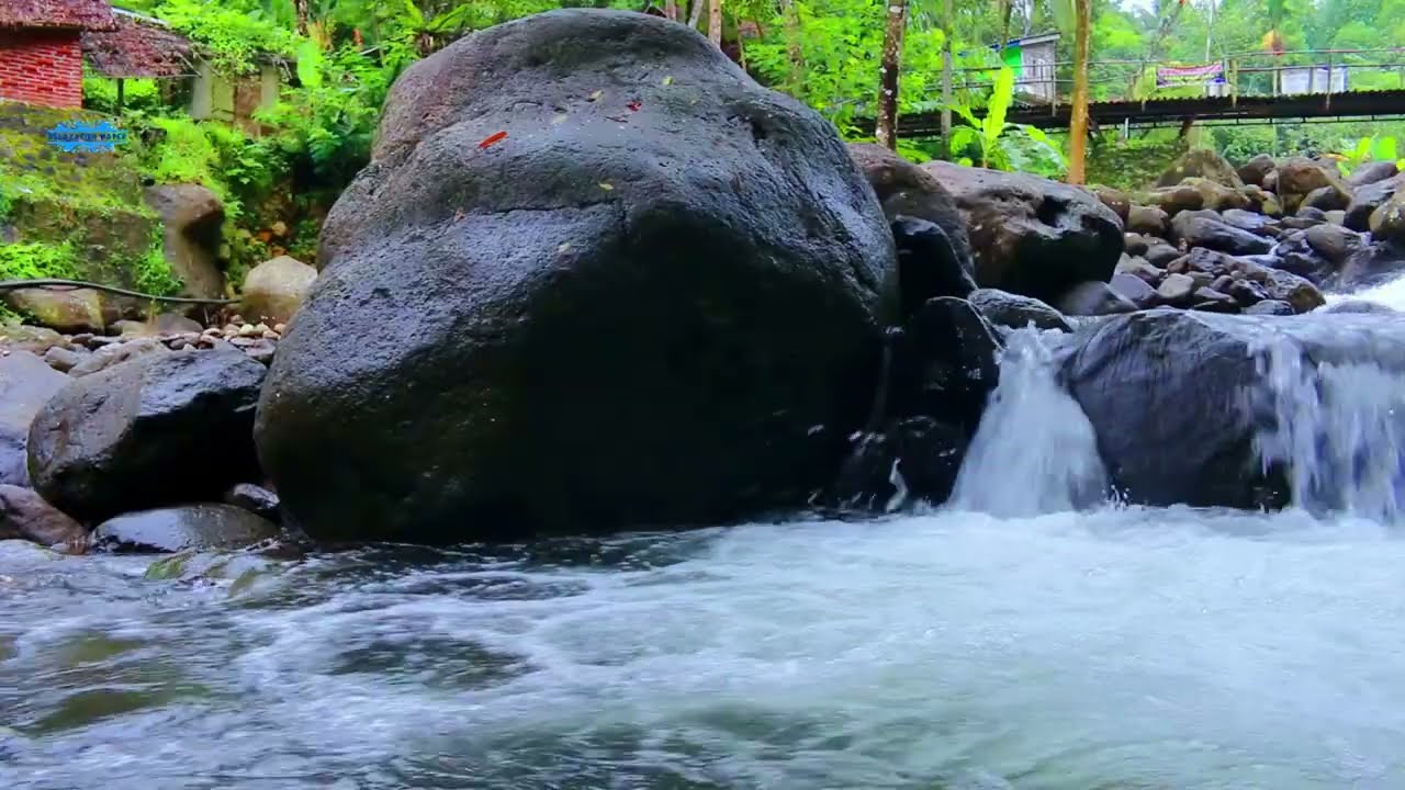 Peaceful Forest River and Bird Sounds for Calm and Sleep 🌲💧🐦