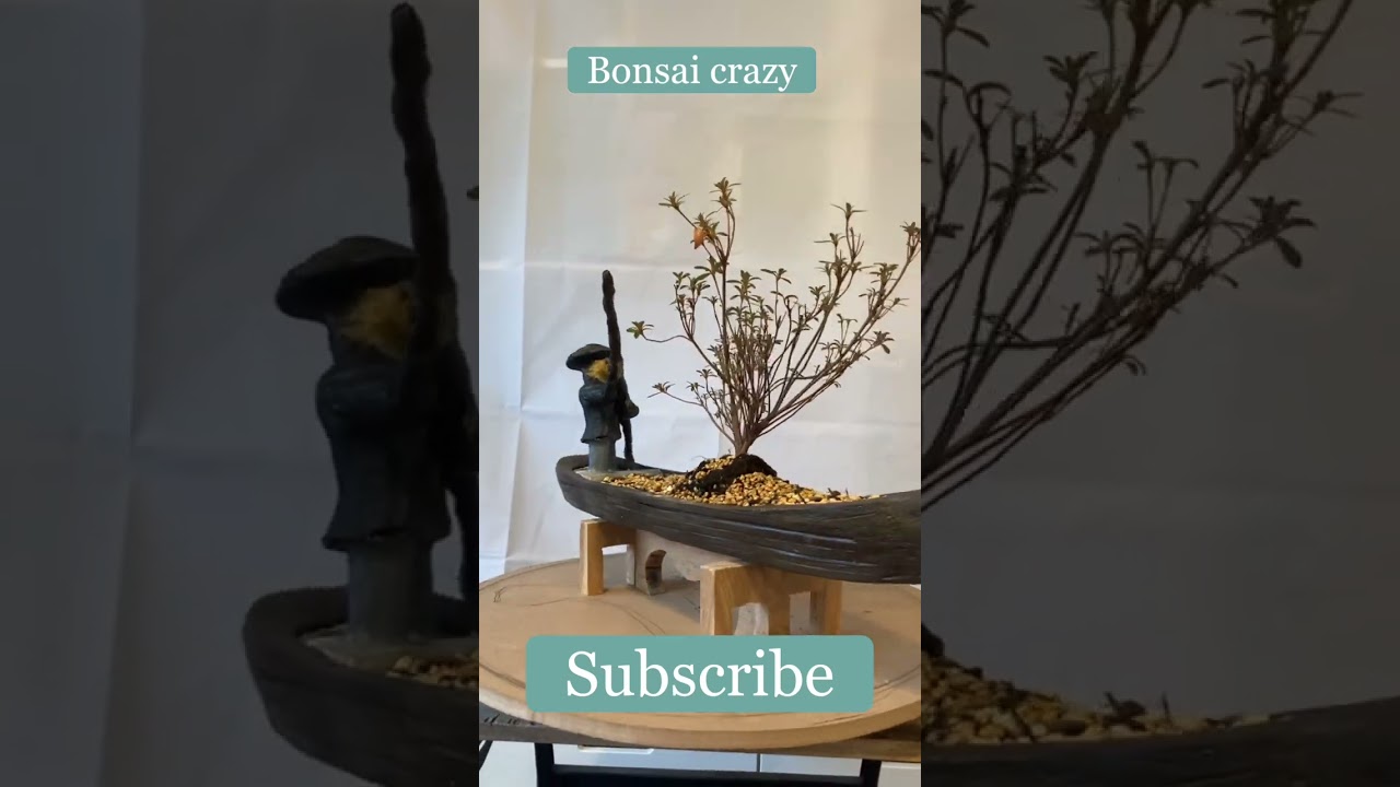 Azalea bonsai @Bonsaicrazy