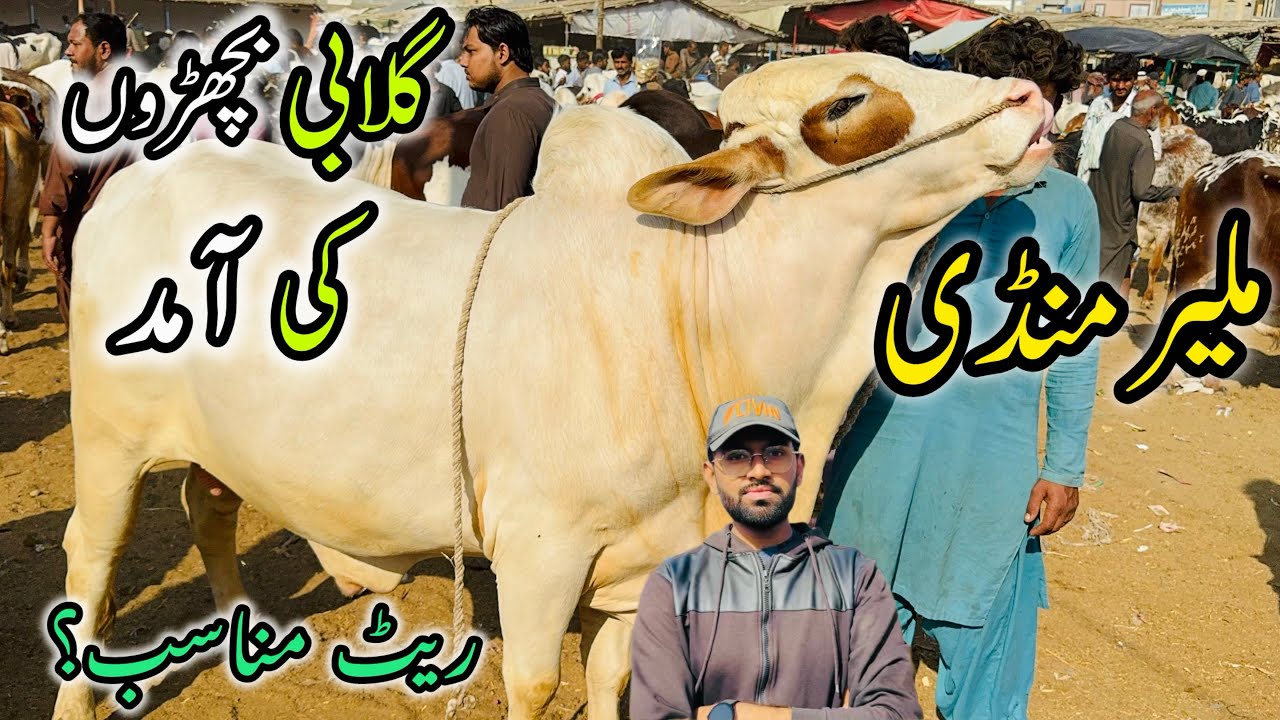 Malir Mandi Karachi Latest Rates Update | 23 December 2025 | Uzair Cattle Farm