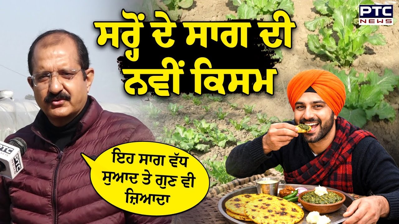 Sarson Ka Saag: ਸਰ੍ਹੋਂ ਦੇ ਸਾਗ ਦੀ ਨਵੀਂ ਕਿਸਮ, ਆਮ ਨਾਲੋਂ ਵੱਧ ਸੁਆਦ ਅਤੇ ਗੁਣਾਂ ਨਾਲ ਭਰਪੂਰ