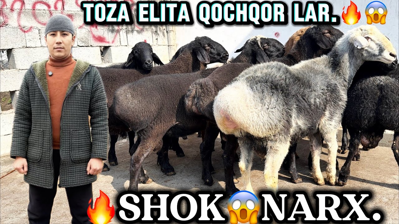 😱 TOZA ELITA XISORI QOCHQORLAR 4.600 ming DAN. 70-80.kilo TOJIK PARODA.🔥😱😱