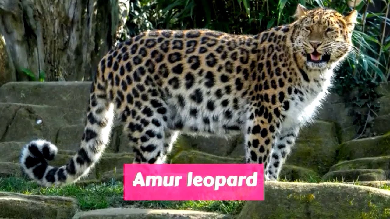 Amur leopard (Panthera pardus orientalis)