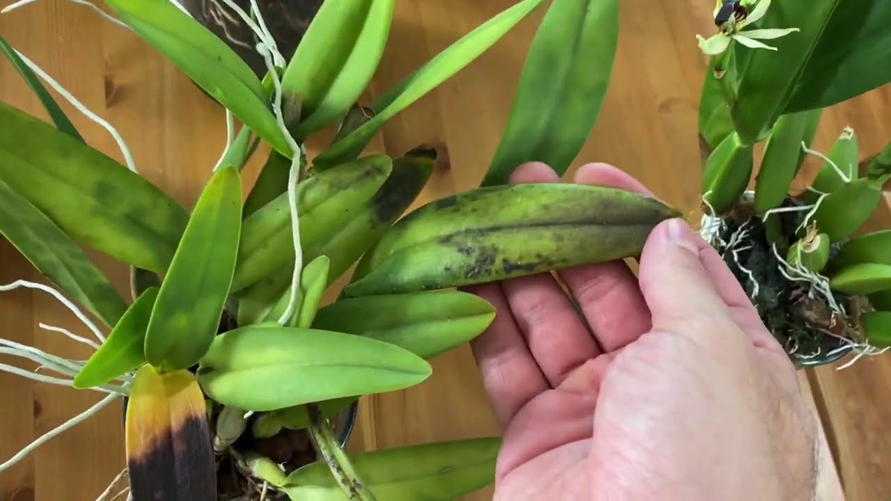 Identifying Nutrient Deficiency in My Orchids
