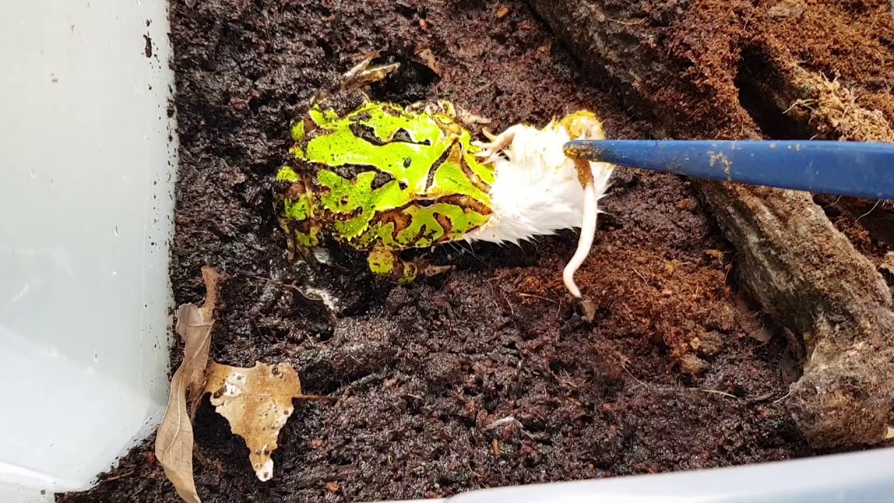 Ceratophrys cranwelli x ornata attacks mouse