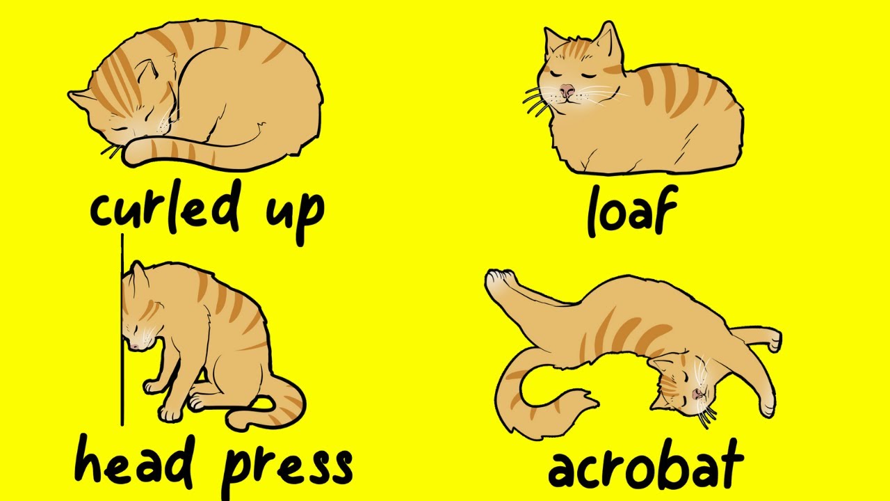 The Meaning Behind Your Cat's Sleeping Position