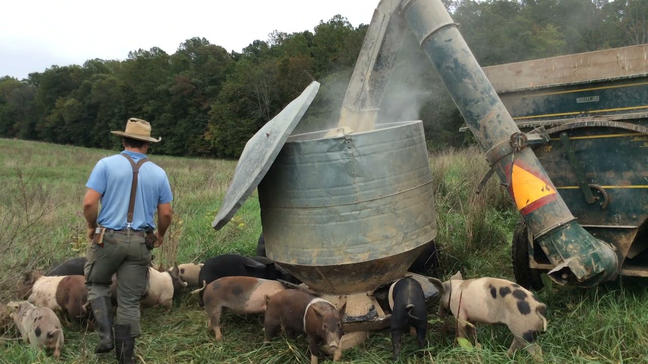 Polyface Farm Pig Move