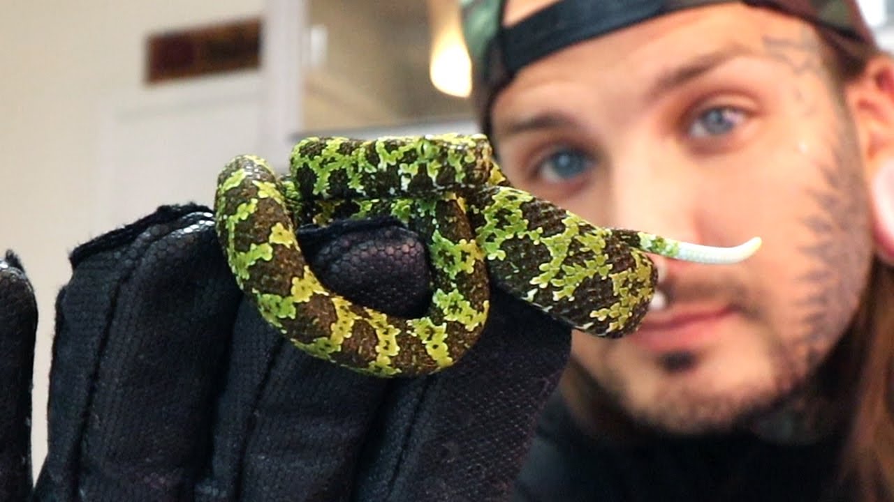 Finally got my DREAM Snakes! Mangshan Vipers!