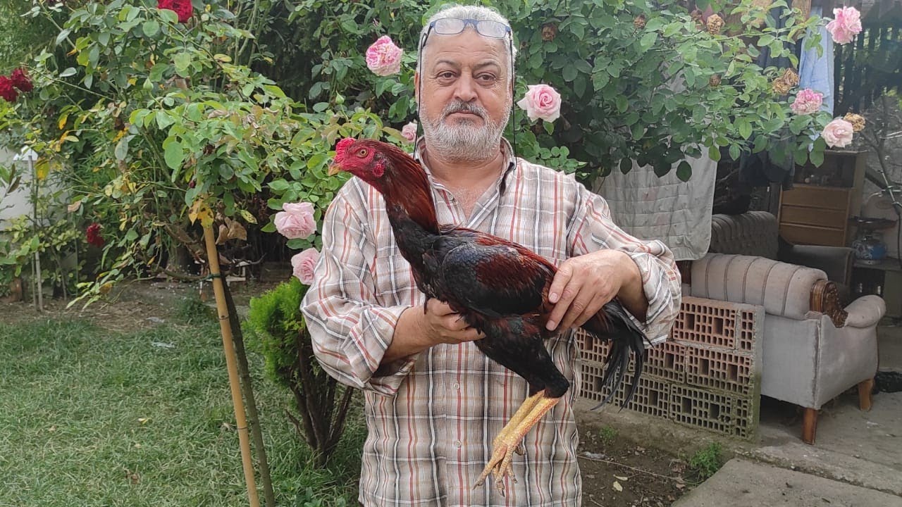 ///HİNT YAVRULARININ HASTALANMAMALARI İÇİN İLAÇ UYGULAMASI ///