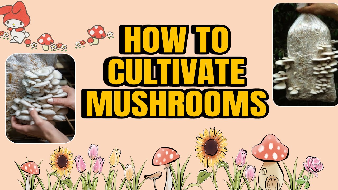 HOW TO CULTIVATE MUSHROOMS?🤷‍♀️🍄‍🟫🍄|| FULL DETAILS ARE IN THIS VIDEO 🎥