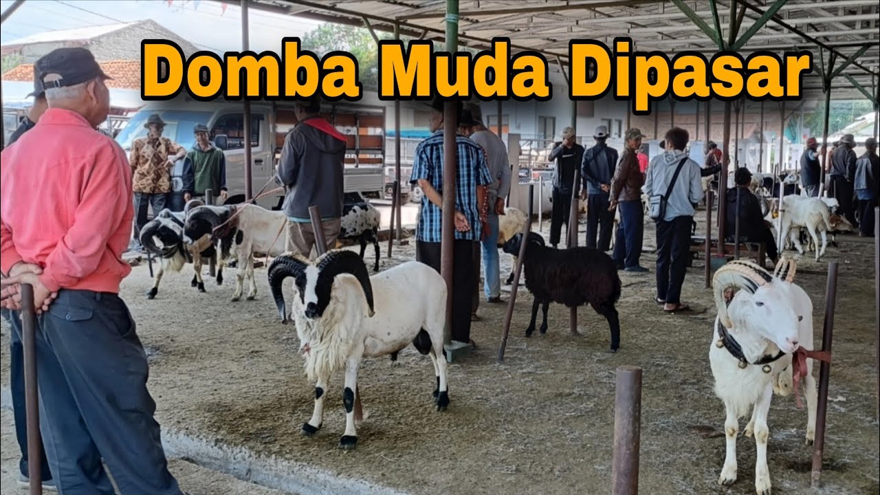 Domba Muda Calon Bagus Dipasar Hewan Tanjungsari Sumedang, Segini Harganya ?? 