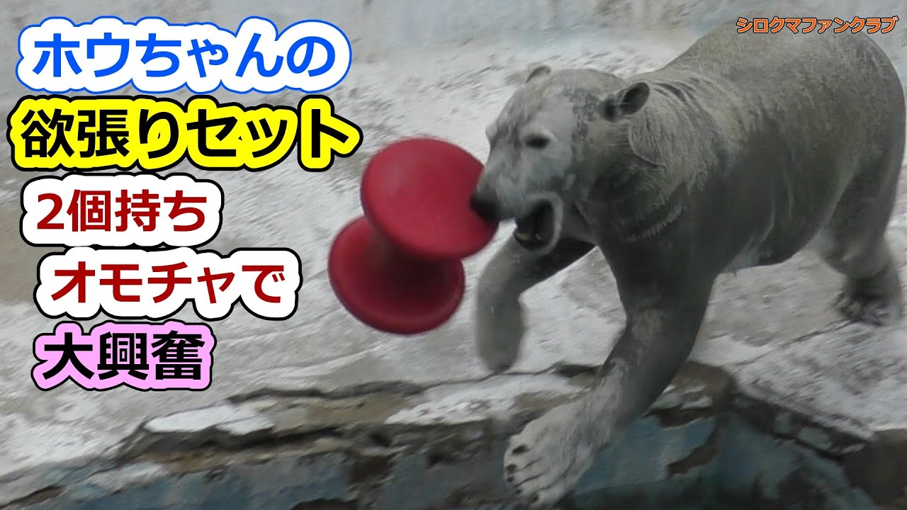 ホウちゃんの欲張りセット💗2個持ちオモチャで大興奮【天王寺動物園】