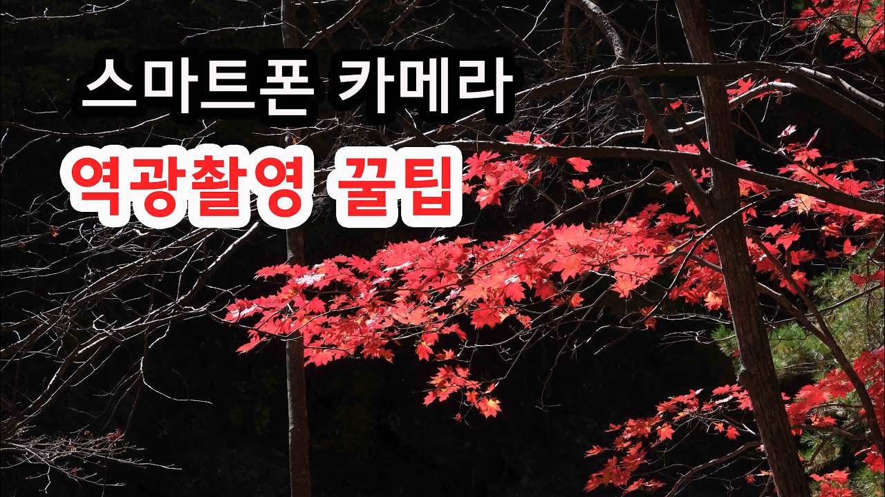 스마트폰 역광촬영 방법.이것만 알면 역광으로 단풍사진 멋지게 촬영할 수 있다.  스마트폰 카메라 간단 조작으로  멋진 사진 얻는법.