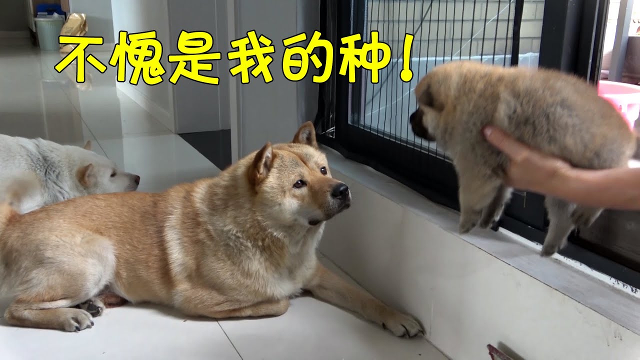 中华田园犬阿黄父子隔门相认，画面温馨其乐融融，小白全程监督！