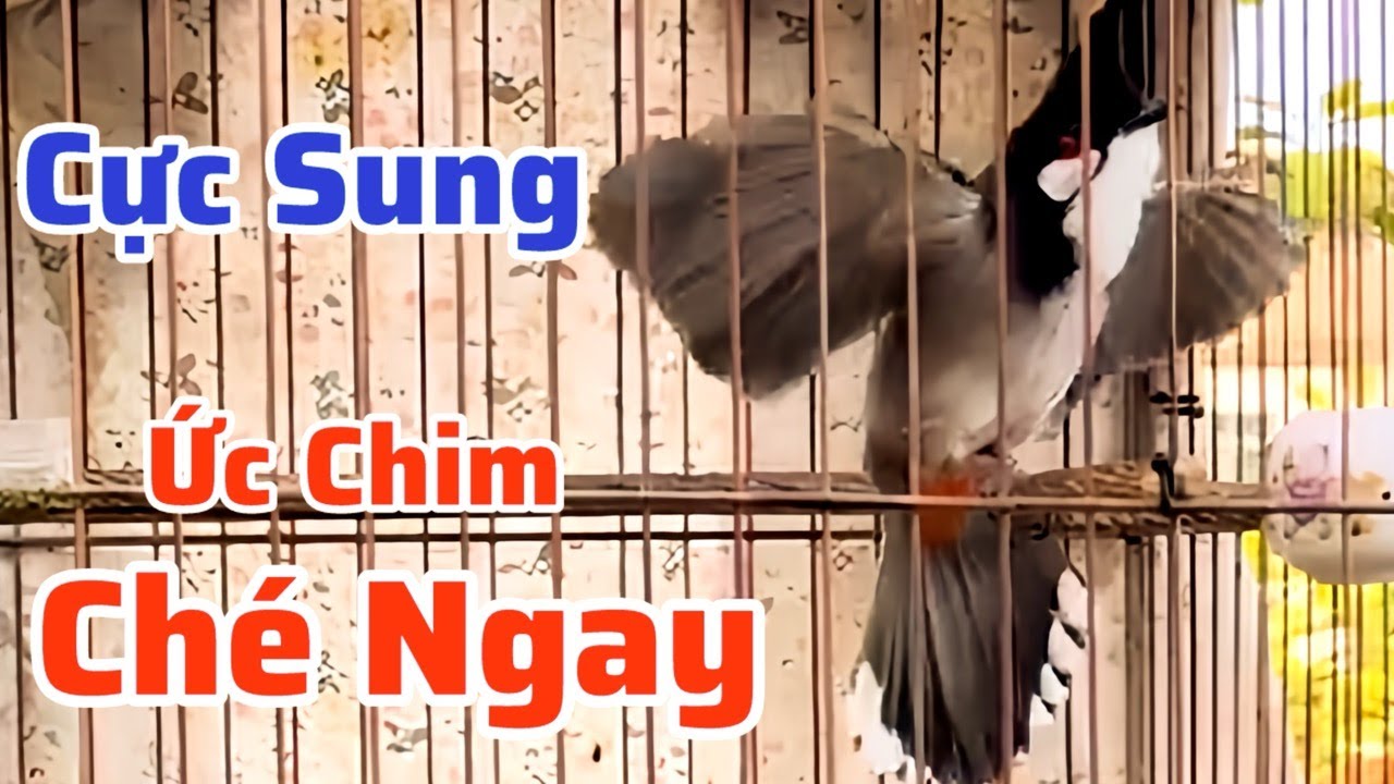 Tiếng chào mào hót đấu kích bổi lên lửa. Luyện giọng chào Mào hót căng lửa, kích chào Mào bổi hót