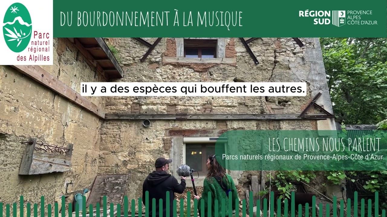 Du bourdonnement à la musique dans les Alpilles