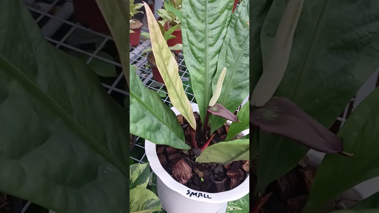 super bum anthurium