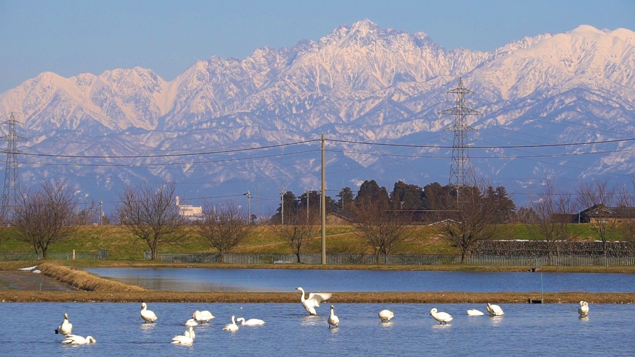 立山連峰と水田の白鳥（富山市八尾町高善寺）