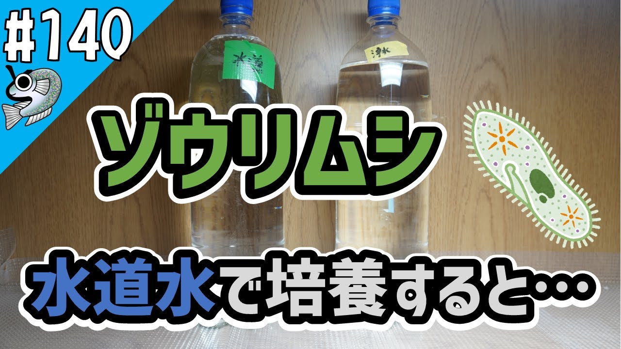 【メダカ初心者】#140 ゾウリムシ培養、カルキ抜きしないと・・・？ Descaling【とびっこメダカ】【Medaka】20230821