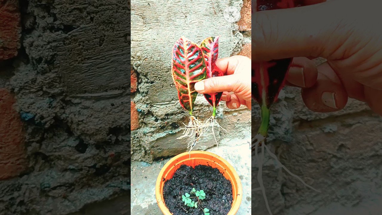 Grow croton from leaf || Propagation the garden croton plant with leaves #viral #trending #shorts