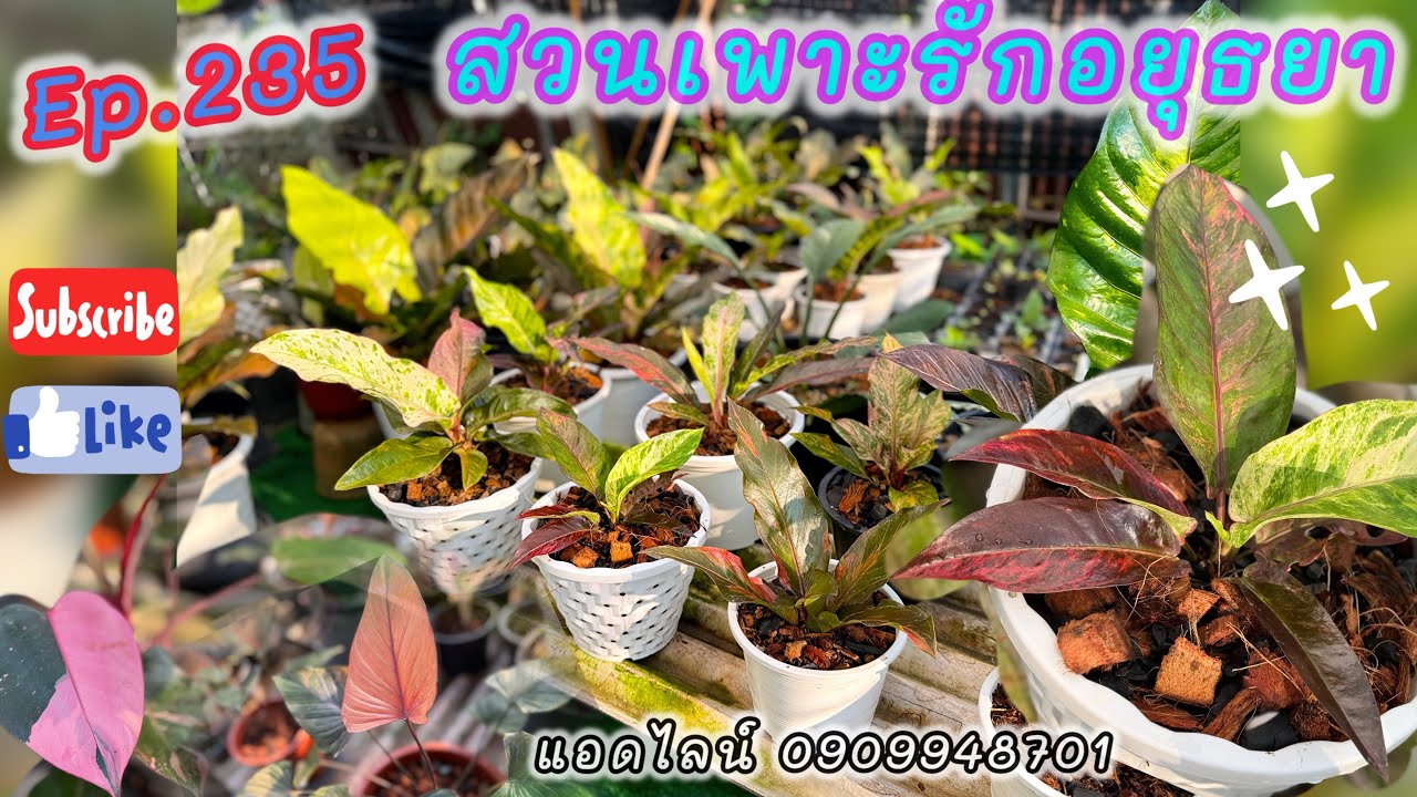 ไม้สวยราคาเบาๆคะ ep.235 สวนเพาะรักอยุธยา โชคหลักร้อยจ้า โทร แอดไลน์ 0909948701 #ไม้ด่าง #garden 