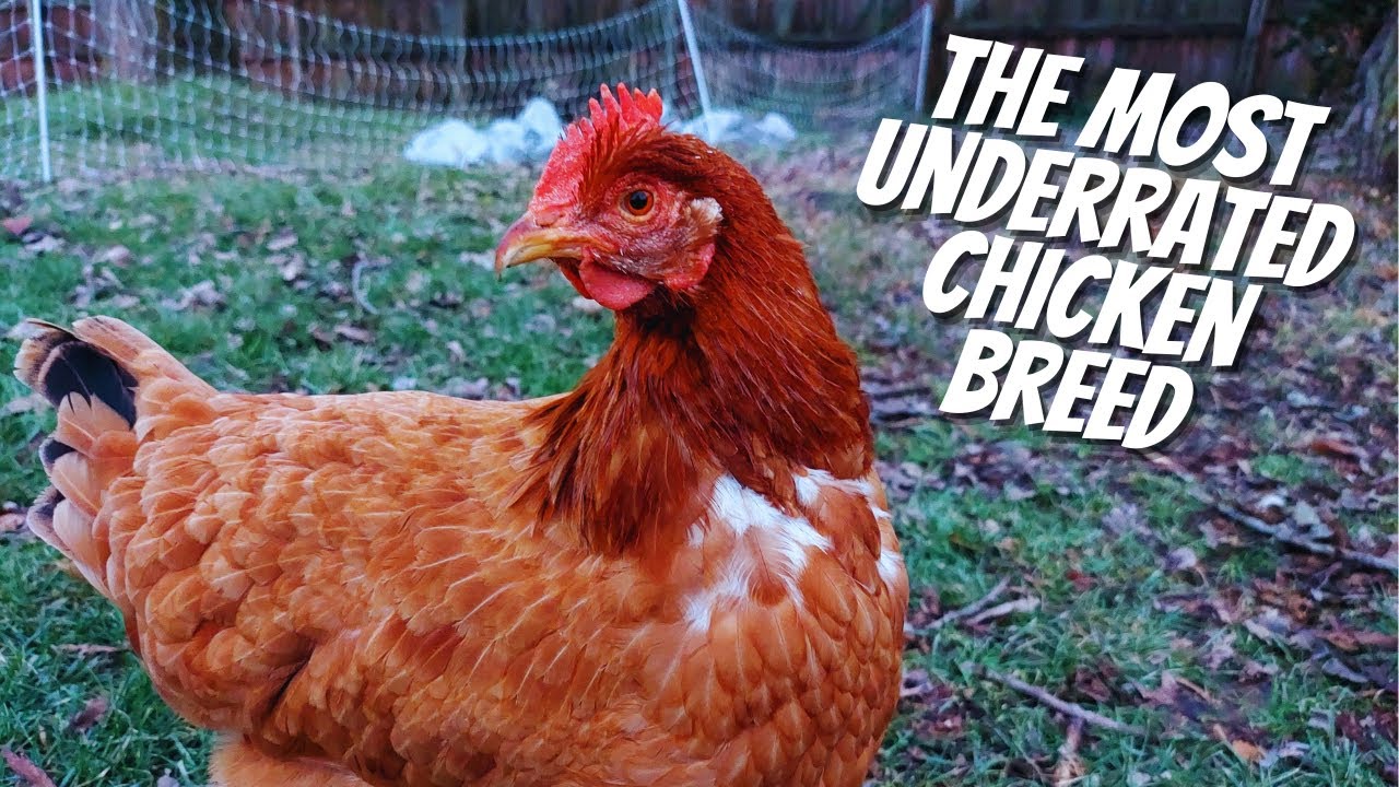 THIS Is The Most UNDERRATED Breed Of Chicken