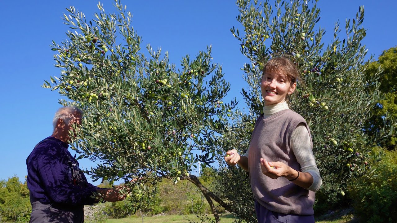 Pečenje rakije i prva berba maslina | First olive harvest