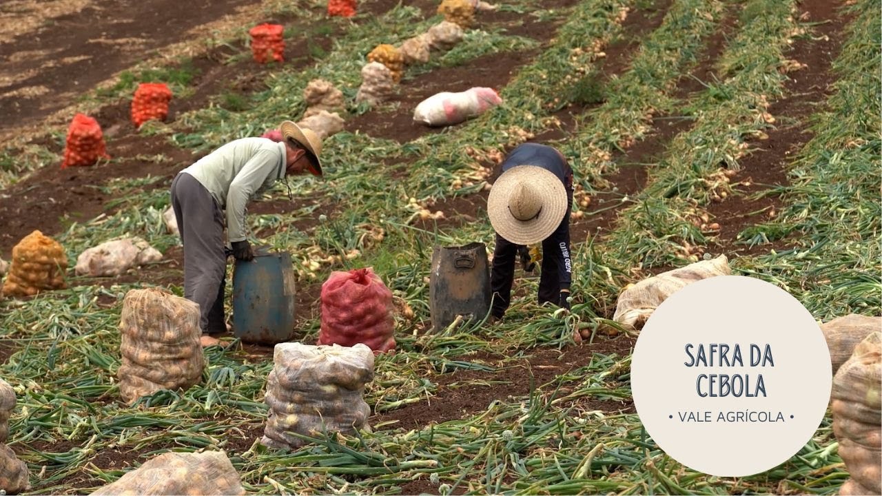 Preço baixo força produtores a estocarem cebola